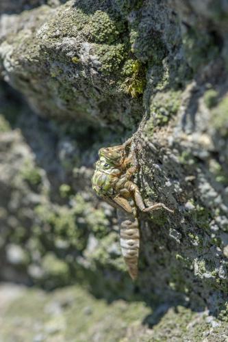 Stylurus flavipes